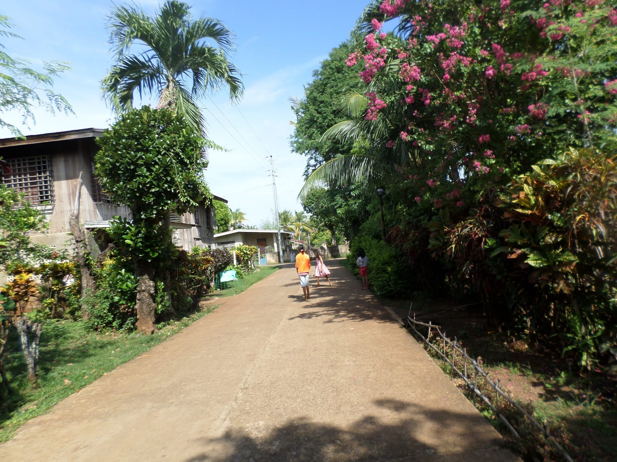 A village path lined with flowering trees
